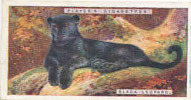 Black Leopard  /  Panthère Noire  /  Animaux Animal  / IM49/2 - Player's