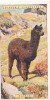 Alpaca /  Alpaga  /  Animaux Animal  / IM49/2 - Player's