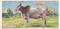 Indian Ox  /  Boeuf Indien / Inde India   /  Animaux Animal  / IM49/2 - Player's