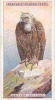 Griffon Vulture /  Vautour Fauve  /  Animaux Animal  / IM49/2 - Player's