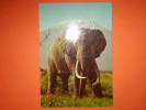 Elefante Africano Viaggiata - Elefanti
