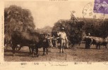 63 TYPES D´AUVERGNE - La Fenaison - Attelage De Boeufs - Auvergne Types D'Auvergne