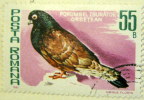 Romania 1981 Pigeon 55b - Used - Usati