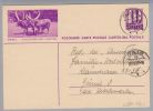 Motiv Tiere Kühe Zoo Basel Bildpostkarte 1939 - Vaches