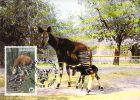 ZAIRE  WWF CARTE MAXIMUM NUM.YVERT  1184  PROTECTION DE LA NATURE FAUNE  OKAPI - Cartes-maximum