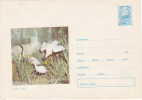 BIG EGRETE, BIRD, 1971, COVER STATIONERY, ENTIER POSTAL, UNUSED, ROMANIA - Storks & Long-legged Wading Birds