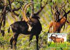 ANGOLA    WWF CARTE MAXIMUM NUM.YVERT 775 PROTECTION DE LA NATURE ANTILOPE  BUBALE - Cartoline Maximum