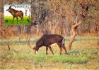 ANGOLA    WWF CARTE MAXIMUM NUM.YVERT 774 PROTECTION DE LA NATURE ANTILOPE  BUBALE - Cartoline Maximum