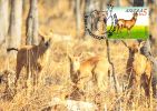 ANGOLA    WWF CARTE MAXIMUM NUM.YVERT 776 PROTECTION DE LA NATURE ANTILOPE  BUBALE - Cartoline Maximum