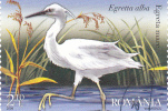 Great White Egret, Common Egret, Great White Heron, Romania Stamp Used. - Cicogne & Ciconiformi