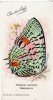 PAPILLON EXOTIQUE -  MEGISLANIS -  EDITION CHOCOLAT LOUIT  -  TRES BELLE ILLUSTRATION - Butterflies