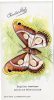 PAPILLON EXOTIQUE -  ATTACUS BEAUHINIAE -  EDITION CHOCOLAT LOUIT  -  TRES BELLE ILLUSTRATION - Butterflies