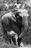 ELEPHANTE DES INDES ET SON PETIT...CPSM PETIT FORMAT - Elephants