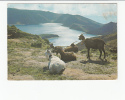 Portugal Cor 17578 - AÇORES - AZORES - SÃO MIGUEL - UM ASPECTO DA LAGOA DO FOGO - CABRAS CHEVRE - Açores