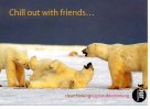 Ijsbeer  Polar Bear Ice Bear Eis Bäre  Reclame Publiciteit Publicité - Ours