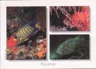 Maldiven - Under Water - Fish - Turtle - Stamp - Maldivas