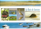 Picardie / BAIE De SOMME / CPM Multivues (7) Dont LOCO. , Héron, Otarie Etc.... / Jolie Carte Circulée / BE - Picardie