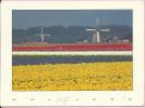 TYPICAL DUCH TULIPFIELDS With Wind Turbines - Torres De Agua