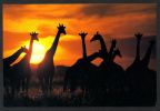 DF / ANIMAUX / GIRAFES AU COUCHER DU SOLEIL - Giraffen