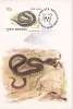 SNAKES, KAT, 1993, CM. MAXI CARD, CARTES MAXIMUM, ROMANIA - Serpents