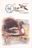 SWANS, KAT, 1993, CM. MAXI CARD, CARTES MAXIMUM, ROMANIA - Cygnes