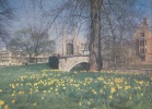 King's College Cambridge At Daffodil Time - Cambridge