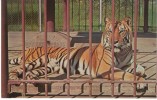 Baton Rouge LA Lousiana, LSU College Mascot 'Mike' The Tiger, C1960s Vintage Postcard - Baton Rouge