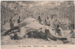 Congo Belge - 1923 - Carte Postale Illustrée, Palmier 15 C. Sur 10 C. - Elephant  - Matadi Pour L´Allemagne 31-10-23 - Elefanten