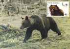 BEAR, OURS, 1986, CM. MAXI CARD, CARTES MAXIMUM, ROMANIA - Bears