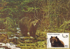 BEAR, OURS, 1986, CM. MAXI CARD, CARTES MAXIMUM, ROMANIA - Ours