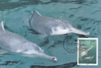 DOLPHIN, 2000, CM. MAXI CARD, CARTES MAXIMUM, CHINA - Delfines