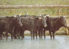 Taureaux Dans Les Marais De Camargue - Cp 10 X 15 - Taureaux