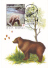 BEAR, OURS, 1992,  CM MAXI CARD, CARTES MAXIMUM, ROMANIA - Bears