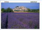 GRIGNAN - CHAMPS DE LAVANDE Vue Générale - Grignan