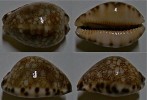 N°4493 // CYPRAEA GRAYANA   "DJIBOUTI" //  F+++/GEM : DWARF : 33,1mm  . - Schelpen