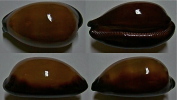 N°4511 // CYPRAEA EXUSTA  "DJIBOUTI" // F+++ : GROSSE : 63,2mm  . - Coquillages