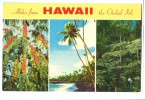 USA – United States, Aloha From Hawaii, The Orchid  Isle, 1966 Used Postcard [P8007] - Hawaï