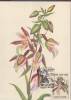 RUSSIE CARTE MAXIMUM NUM.YVERT  5855 FLORE FLEUR ORCHIDEES - Cartoline Maximum