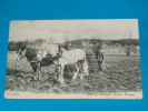 91) Bures - Vallée De Chevreuse  - Paysage  Le Labourrage ( Attelage - Charrue )  Agriculture - Année  - EDIT: Bottineau - Bures Sur Yvette