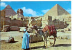 GIZA - The Great Sphinx And Keops Pyramid - Chameau - Camel - Guiza