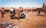 CPSM 9X14 . ROUND UP TIME . COOPERATION BETWEEN COWHANDS AND THE WELL TRAINED HORSES. Marquage Des Bêtes - Otros & Sin Clasificación