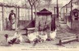 Houdan   Aviculture    Etablissement J.Philippe Et J.Semet   Poule  Coq  Race Faverolles - Houdan