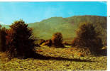 Devil's Cornfield - Death Valley National Monument - Death Valley