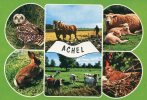 ACHEL.Unwritten.Owl.Strigiformes.Uil.Horses.Cows.Rabbit.Lapin.Sheep.Mouton. Birds.Schapen.Vache.Chevaux.Paarden.Cat - Hamont-Achel