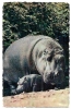 AFRICA FAUNA-HIPPOPOTAMUS WITH BABY- Traveled - Flusspferde