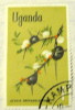 Uganda 1969 Flower Acacia 1s - Used - Uganda (1962-...)