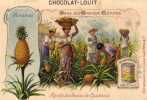 Dans Les Grandes Cultures - Ananas - Récolte Des Ananas En Guadeloupe - Ananas Mondésir : Bordeaux - Louit