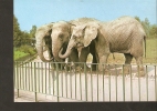 5k. FAUNA Elephant - Elephas Maximus Loxodonta Africana - Photo Z. Raczkowska - RUCH - Éléphants