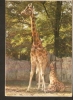 5k. FAUNA, Giraffe - Giraffa Camelopardalis - Photo Z. Raczkowska - RUCH - Giraffen