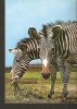 5k. FAUNA Zebra - Equus Grevyi - Photo Z. Raczkowska - RUCH - Zebra's